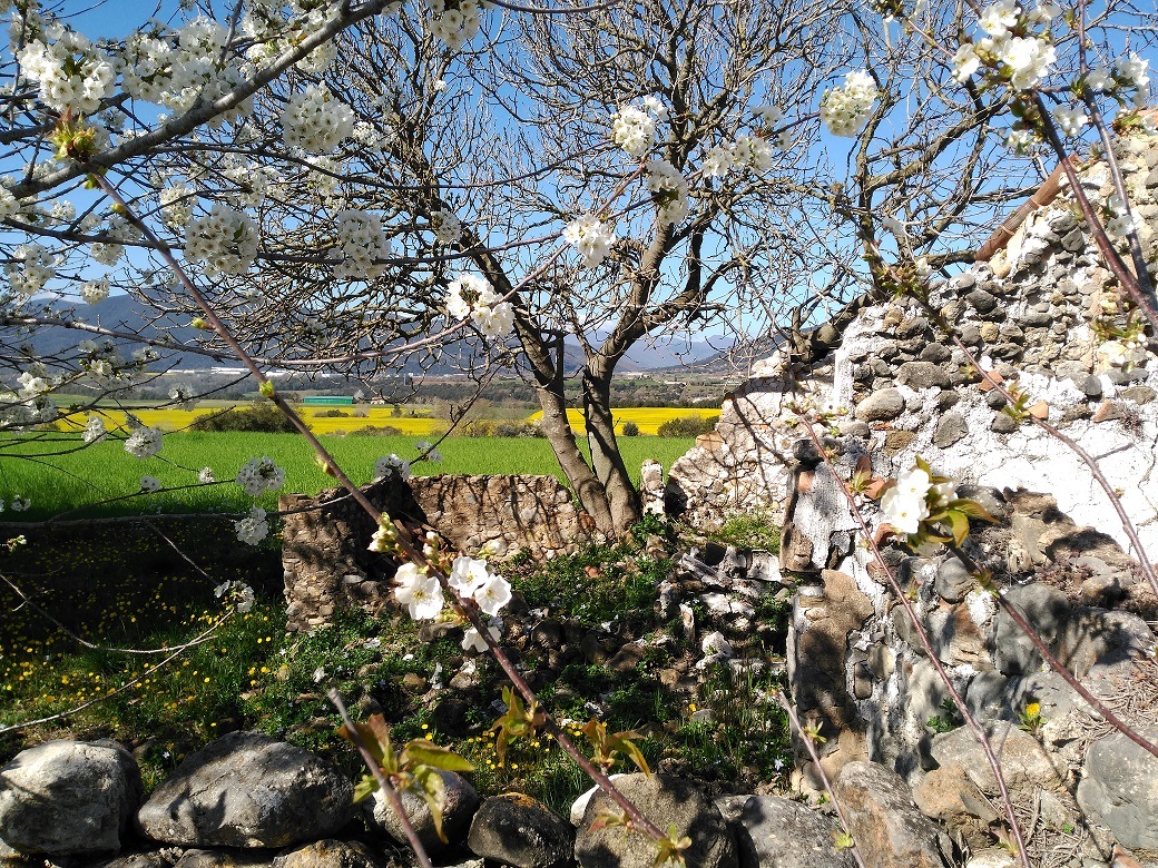 Árboles en flor en Girona